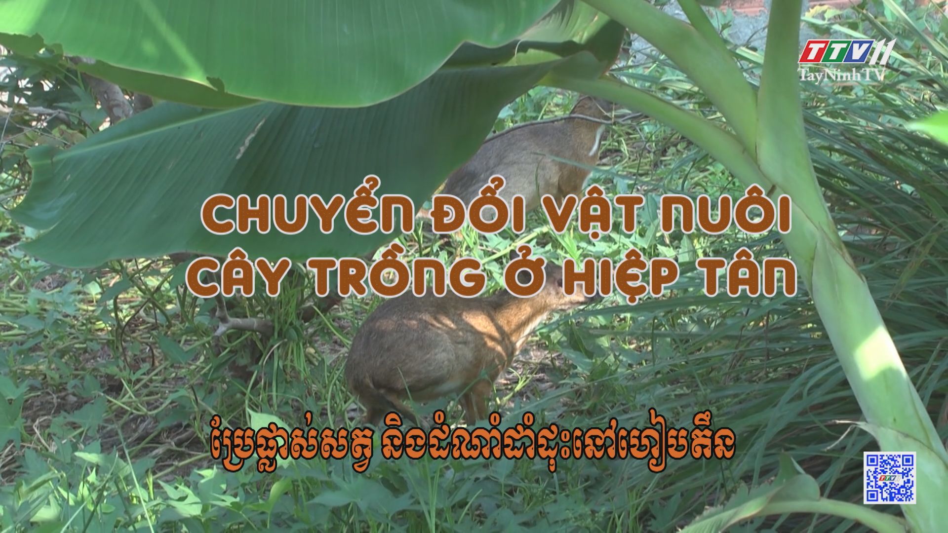 Chuyển đổi vật nuôi cây trồng ở Hiệp Tân | Nông nghiệp Tây Ninh | TayNinhTV